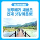 냇강마을 | [농어촌에 풍덩💦] 블루베리 체험은 강원도 인제 냇강마을로!