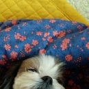 몽이야 Daum카페