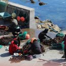 꽃바위 외국인 특화거리 이미지