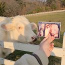 해이목장 이미지