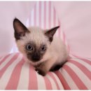 순진한 강아지 이미지