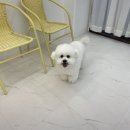 이로운 펫살롱 이미지