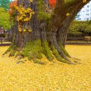 방학동 은행나무 이미지