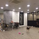 잠실애견카페도그마루