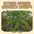 녹색방역 - 종로구 | 경기광주 주택 마당 송충이제거 방제방역 작업 후기 !