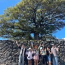 애월읍 소길리풋감마을 이미지