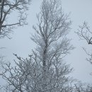 용정에너지 | ▲ 태백산/유일사주차장에서 당골광장으로/260301.일/2604