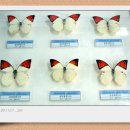 양지카운티 이미지