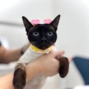 더블유(W) 고양이 미용센터 | 먹태 젖꼭지 사건 이후, 2년 만에 고양이 미용 성공한 후기 (부평 W 고양이 미용센터)