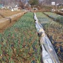 지탄농장 이미지