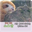 늘보레 이미지
