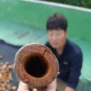 뿌리나무병원 네이버블로그