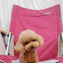 루이앤독 이미지