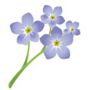 지솔블러썸 (Jisol blossom)