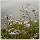 고향에봄 이미지