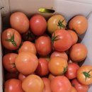 동양종 찰토마토 판매합니다 이미지