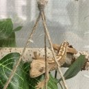 크레메스