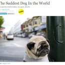 강쥐세상 이미지