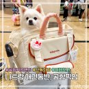천사애견 - 광명시 오리로403번길 3 | 나트랑 애견동반 공항 시내 이동 | 여행천사 픽업 샌딩 후기