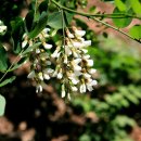 원곡고교길 이미지