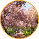 남양사 | 창원 진해 웅동수원지 겹벚꽃 개방기간 주차 경남 드라이브 코스 가볼만한곳