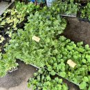 중앙종묘농약사 이미지