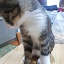 왕발고양이