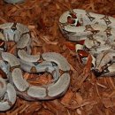 콜롬비안 레드테일 보아(Colombian Red Tail Boa) 이미지