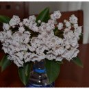 카르미아 이미지