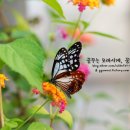 나인포레스트