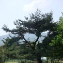 17년 4월 30일 전남 광양시 백운산 산행 다섯번째 앨범(마지막) 이미지