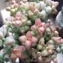 앵성농장 이미지