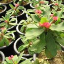 천금농장 이미지