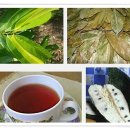 그라비올라 효능, 부작용, 항암성분, 먹는 법 이미지