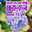 구억목장 | 제주도민이 알려주는 제주도수국길 BEST15 (2020.06.08 현재현황)