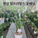 험프리 | 팽성 험프리힐즈 꽃배달 후기