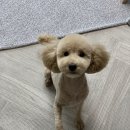 망고네 펫 살롱 이미지