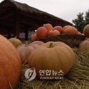 용인호박등불마을 이미지
