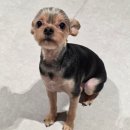 메리펫샵 이미지