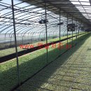 대산육묘장 이미지