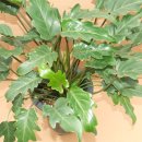 셀렘 Philodendron selloum 이미지