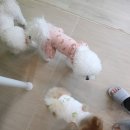 청려원