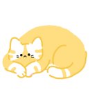 강남고양이분양 스타돌스 이미지