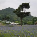 인천대공원, 양귀비꽃과 수레국화, 그리고 장미 이미지