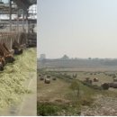 송영신목장 이미지