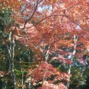 가을 환상숲 이미지