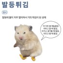 250111-17 드디어 디지털노마드 다운 싼티탐 워킹 라이프 | 치앙마이 비건 여행