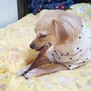 프랑테리 펫푸드 | 애견수제간식 프랑테리펫푸드 솔직후기