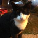 돌고개 휴 펜션 이미지