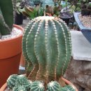 다육사랑화원 이미지